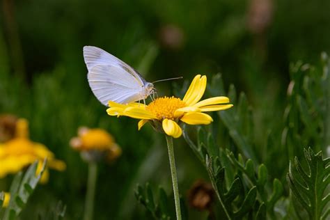 Fleur Jaune Papillon Pollinisation Photo Gratuite Sur Pixabay