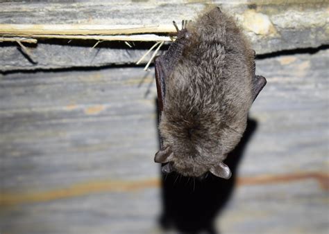 White nose syndrome threatens Coast bats - L'Observateur | L'Observateur