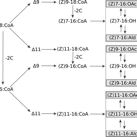 Simplified Biosynthetic Pathway Of The Heliothis Subflexa Sex