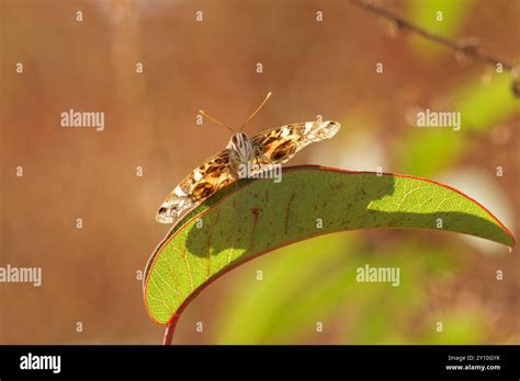 American Lady Butterfly Or A Leaf Stock Photo Alamy