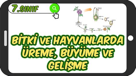 Bitki ve Hayvanlarda Üreme Büyüme ve Gelişme 7 Sınıf Fen 2023 YouTube