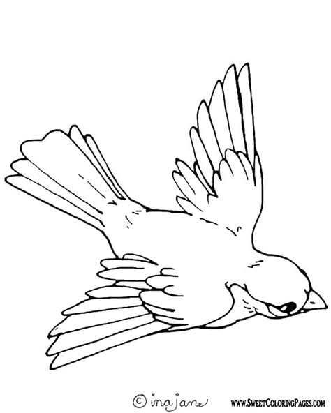 Birds Of Prey Coloring Pages at GetColorings.com | Free printable colorings pages to print and color