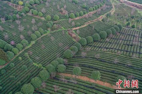 航拍贵州凤冈雨后万亩茶园美景如画航拍贵州省新浪新闻