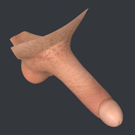 Erect Penis 3D Model By Cgtools