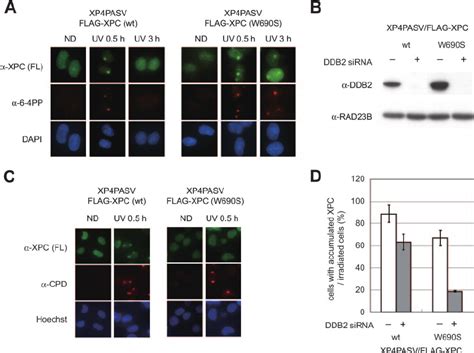 Uv Ddb Dependent Recruitment Of The Xpc W690s Mutant To Subnuclear