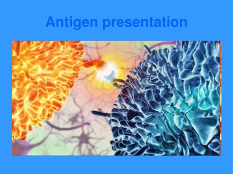 PPT - Antigen presentation PowerPoint Presentation, free download - ID ...