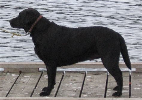 Seal Lizona English Mastiff Breeders And Labrador Retriever Breeders In