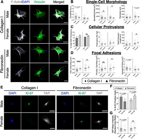 Regenerative Mrlmpj Tendon Cells Exhibit Sex Differences In Morphology