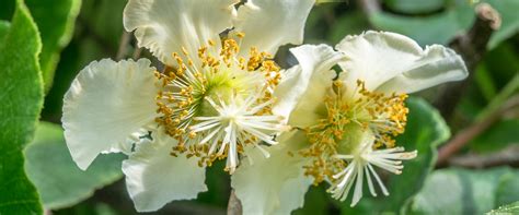 Kiwi Flower Biobee
