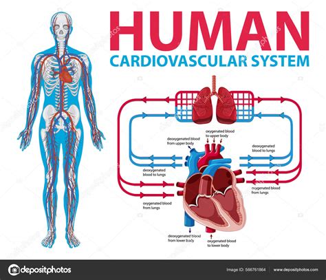 Diagram Showing Human Cardiovascular System Illustration Stock Vector