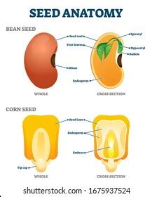 Endosperm Images, Stock Photos & Vectors | Shutterstock