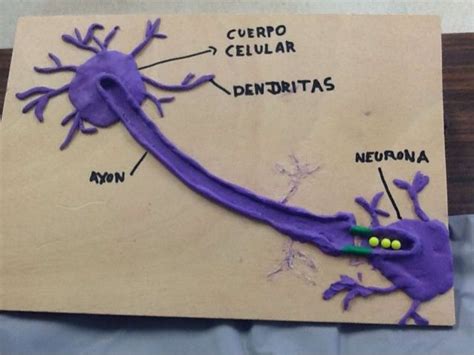 Maquetas Neuronas Neuronas Maqueta De Neurona Proyectos De Biología