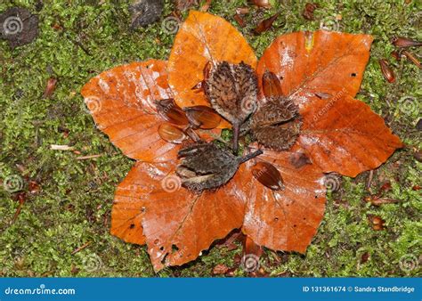 Sylvatica Bonito Do Fagus Das Porcas Das Sementes E Das Folhas Da Faia