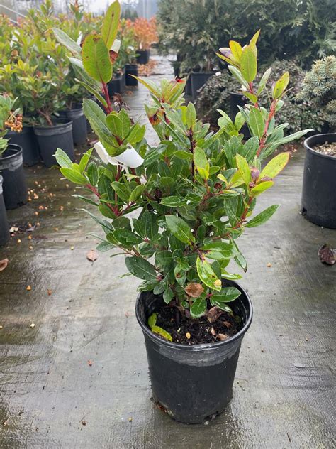 Shop For Arbutus Unedo Compacta Dwarf Strawberry Tree