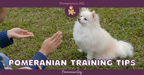 How to Train a Pomeranian