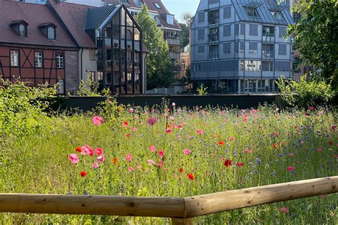 Stadt N Rnberg On Twitter Wir Haben In N Rnberg Neue Blumenwiesen