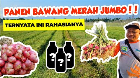 PANEN BAWANG MERAH JUMBO DI PONOROGO Apa Rahasianya YouTube