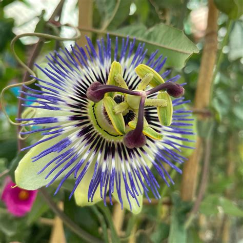 Framed Blue Passion Flower - Eden Park Garden Centre