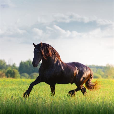 Breed Spotlight: Friesian Horse - Cornerstone Equine Academy