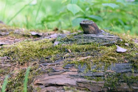 Forest Wood Texture Stock Image Image Of Surface Dark 73325439