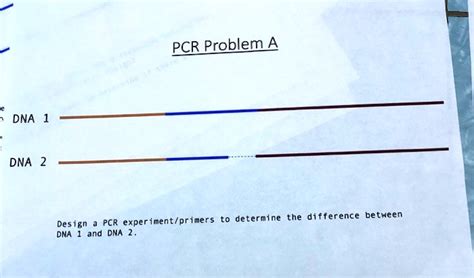 Solved Pcr Problem A Design Pcr Experimentprimers For Dna And