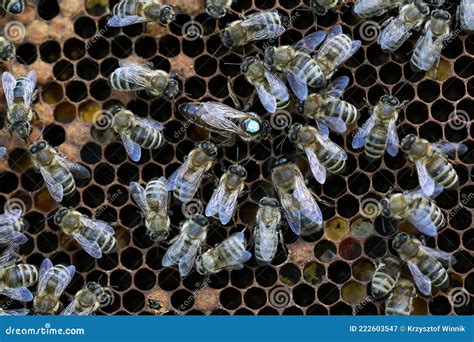 Estrutura Abelhas Produzindo Mel Em Pequena Apicultura Imagem De