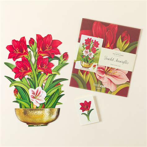 Amaryllis Pop Up Greeting Card Holiday Uncommon Goods