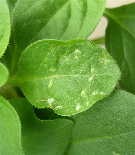 Impatiens Necrotic Spot Virus | NC State Extension