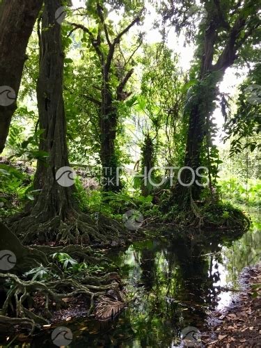 Tahiti Tropical Chestnut Trees And River Of The Harrison Smith