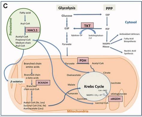 Thiamine Deficiency Genetic Causes