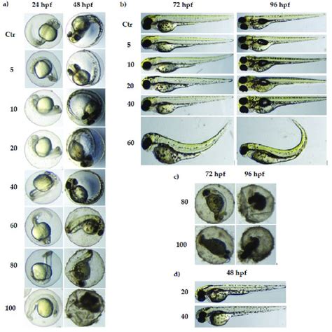 Stages Of Zebrafish Development After Incubation In Different