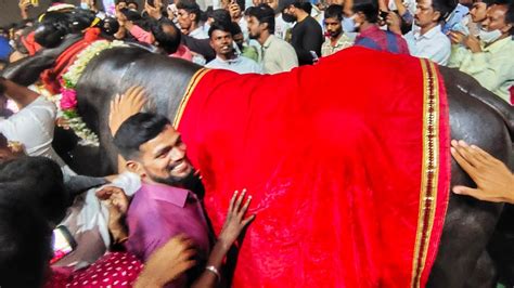 Baahubali Bull Laddu Yadav Sadar In Chappal Bazar Ladduyadavsadar