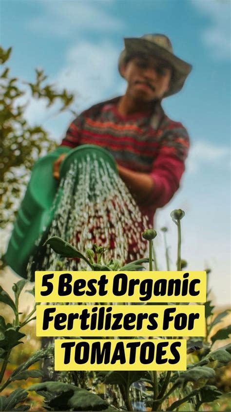 5 Best Organic Fertilizers For Tomatoes Tomato Fertilizer Organic Fertilizer Tomato