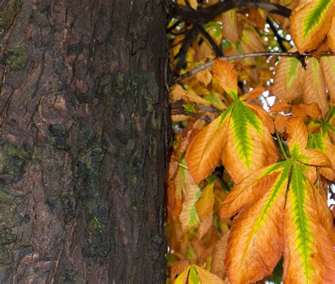 Images Gratuites Paysage Arbre La Nature Branche Plante Feuille