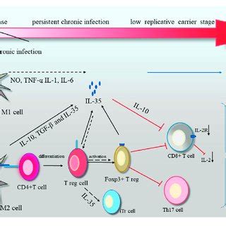 | The related structures and signals of IL-12 family (IL-12, IL-23 ...