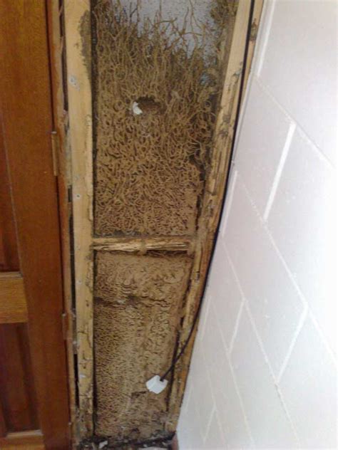 Custys Termite Nest Wall Tko Pest Control In Cairns