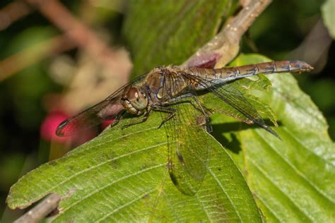 Grosse Heidelibelle Sympetrum Striolatum Grosse Heidelib Flickr