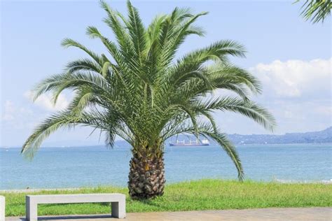 Phoenix Canariensis Canary Island Date Palm