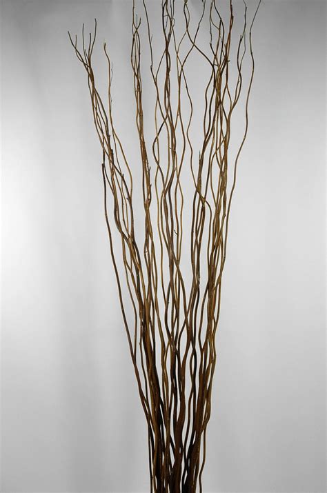 Natural Curly Willow Tree Branches 26 30in Vase With Branches Willow