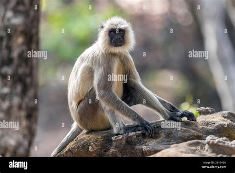 Common Langur Presbytis Entellus Sitting On Hi Res Stock Photography