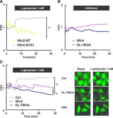 Real Time Intracellular Ca 2 Analysis In Intact Cells H9c2 A Download Scientific Diagram