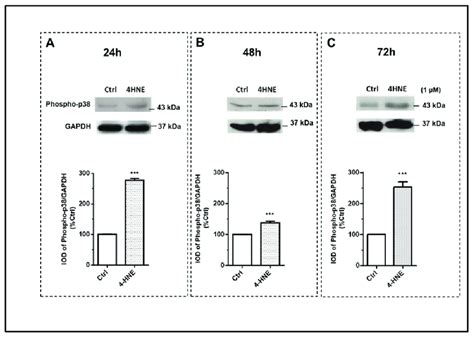 Immunoblot Analysis Of P38 Mapk And Its Phosphorylation Phospho P38 Download Scientific