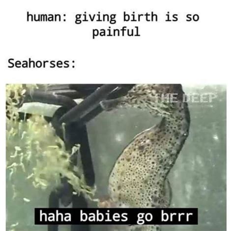 Marine Biology Memes For Anyone Low On Vitamin Sea 16 Pics