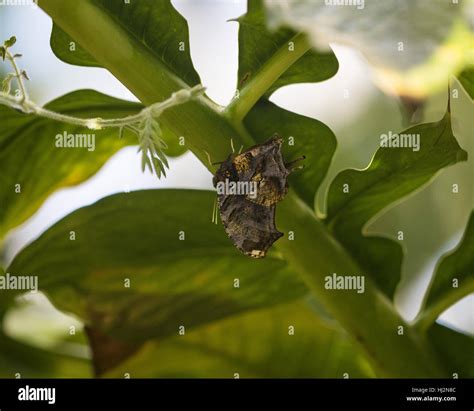 Leafwing butterfly resting Stock Photo - Alamy