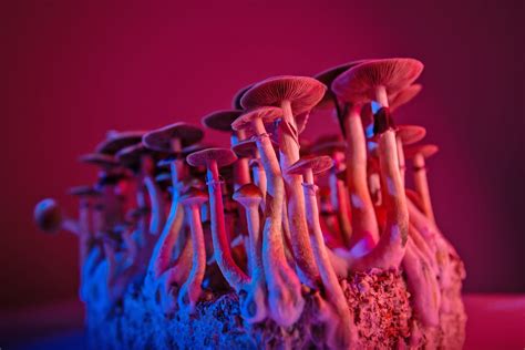 The Psilocybin Experience A Journey Through The Stages Of Magic