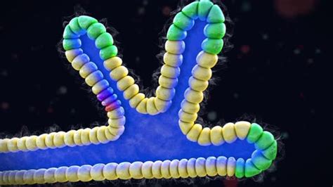 Endocrine pancreas, cells that synthesize and secrete hormones in the ...