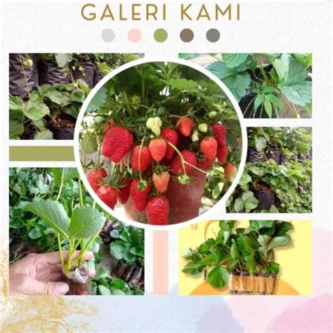 Jual Bibit Strawberry Jumbo Isi 1 Pohon Jenis MENCIR Di Seller Berkebun