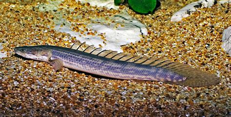 Polypterus Bichir Bichir Photo Steve Photos At