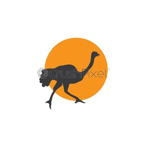 Struisvogel Illustratie Stock Vector 3815326 Crushpixel