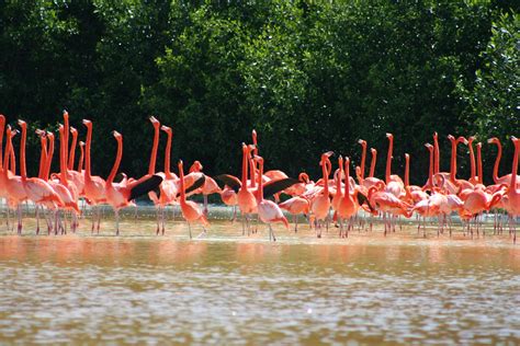 ¡observa La Majestuosidad De Los Flamingos En Yucatán Visitamex